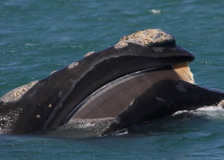 Whale Watching Experience Gansbaai image 1