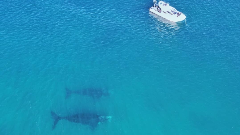 Shark Cage Diving Mossel Bay image 6