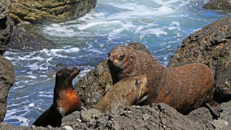 Cape Point Safari & Seal Snorkeling Experience image 5