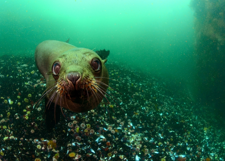 Seal and Kelp Forest Scuba Dive Package Cape Town image 2
