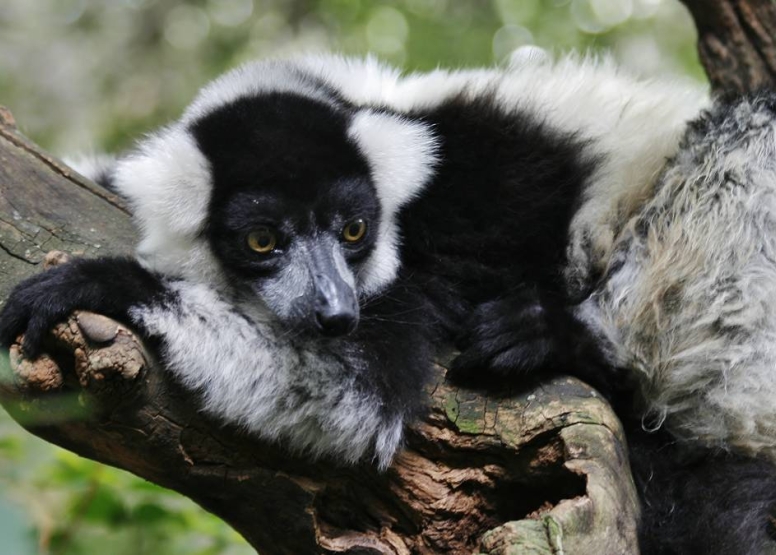 Harties Monkey Sanctuary Tour image 8