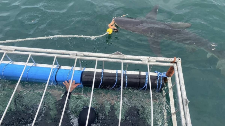 Cape Town Shark Cage Diving image 12