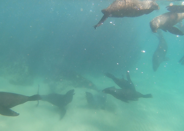 Seal Swimming image 12