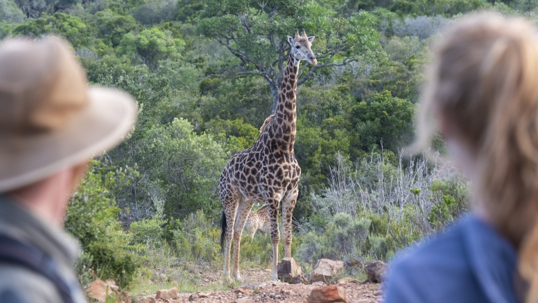 Giraffe & Buffalo Combo image 3