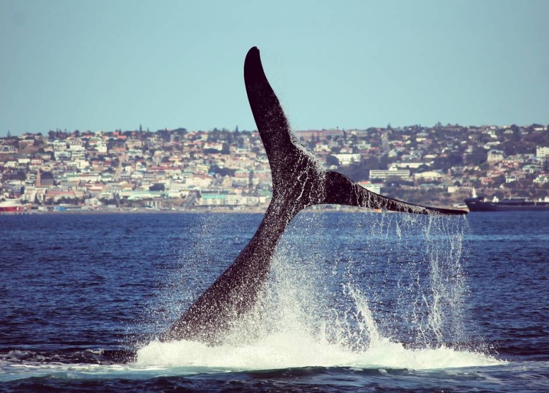 Boat Based Whale Watching image 7