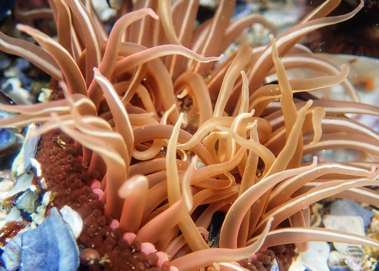 Snorkel Cape Town's Stunning Tidal Pools image 13