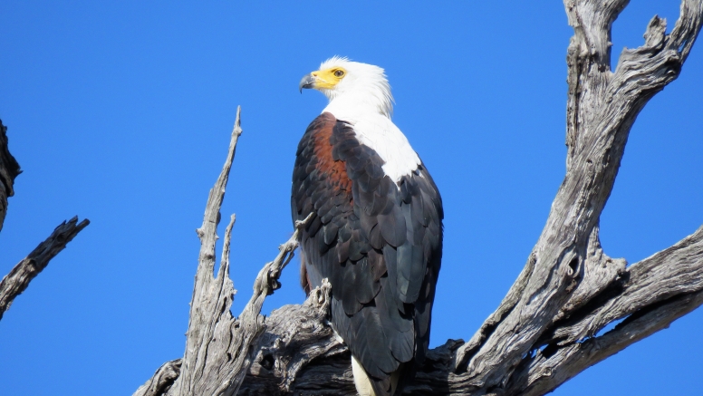 6 hr Kruger Game Drive image 3