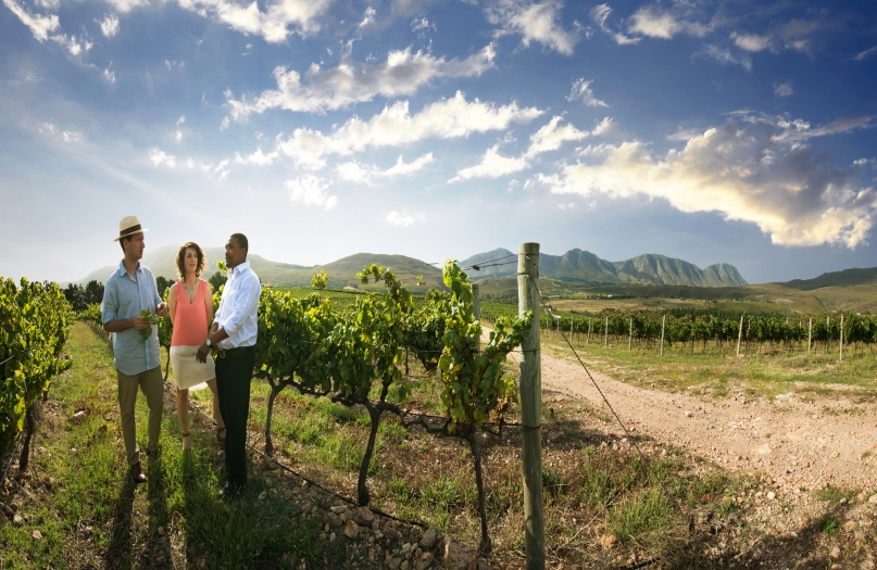 Guided Cape Winelands Private One Day Tour