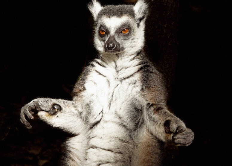 The Hidden Forest Wildlife Sanctuary image 4