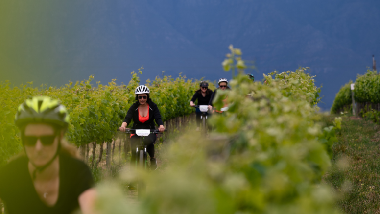 Stellenbosch Vineyard Meander image 4