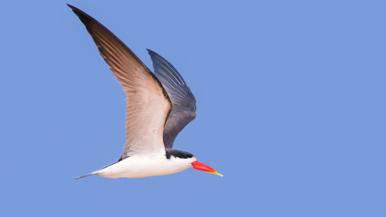 Photographic Full Day Private Safari Kruger Park image 1