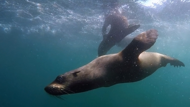 Seal Swimming image 6