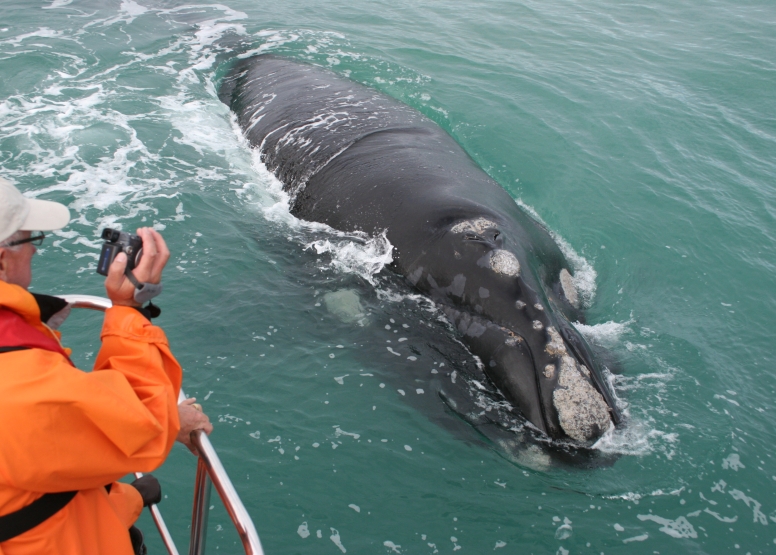 Marine Big 5 Tour Gansbaai with return transfer from Cape Town image 3