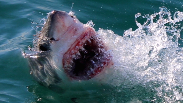 Shark Cage Diving in Gansbaai image 3