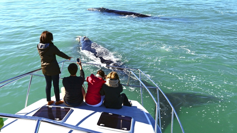 Cape Town Whale Watching Trip image 16