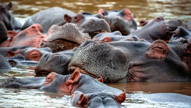 Hippo & Croc Boat Cruise image 9