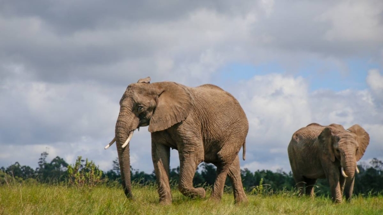 Afternoon Elephant Walk image 3