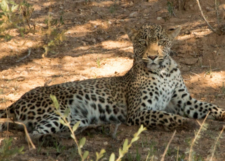 Kruger Safari - Full Day image 2