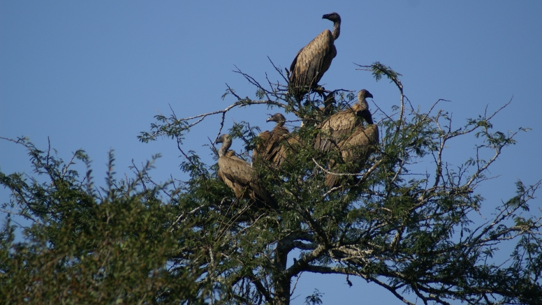 Mkuze River Bird Walk image 4