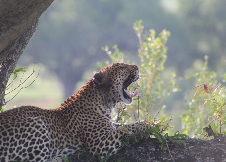 Exclusive Kruger National Park Full Day Safari with Brunch image 22