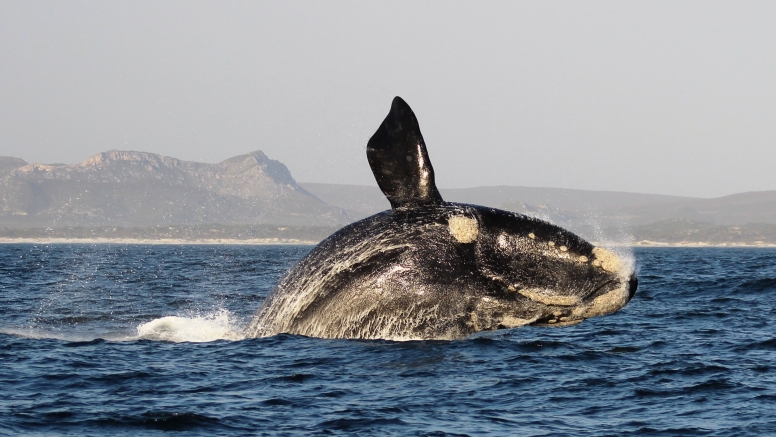 Marine Big 5 Tour Gansbaai with return transfer from Cape Town image 2