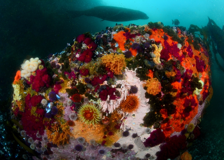 Guided Shore Dives Cape Town image 2