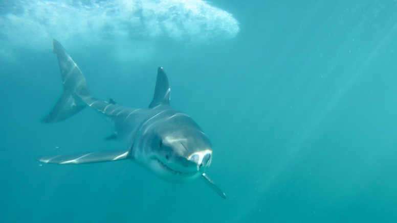 Shark Cage Diving Gansbaai image 6