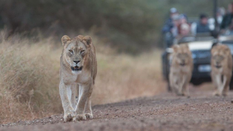 Manyoni Safari Drive (3-4 hrs) image 1