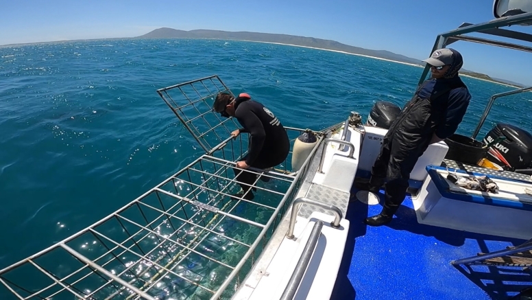 Shark Cage Diving in Gansbaai with White Shark Diving Company image 3
