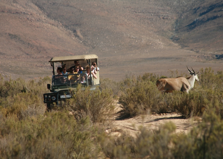 Day Trip Safari Morning (Including Transfer) image 1