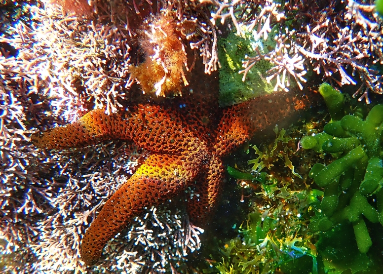 Snorkel Cape Town's Stunning Tidal Pools image 20