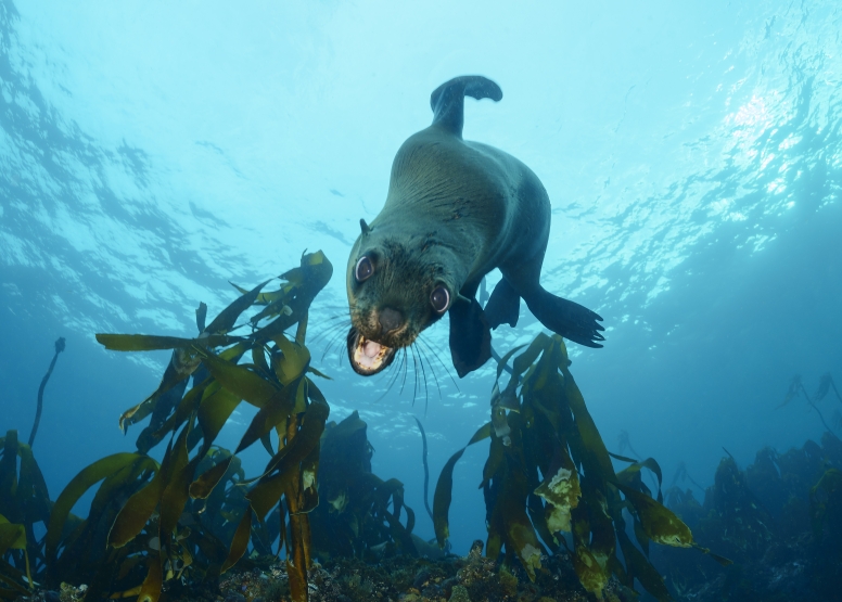 Seal and Kelp Forest Scuba Dive Package Cape Town image 6