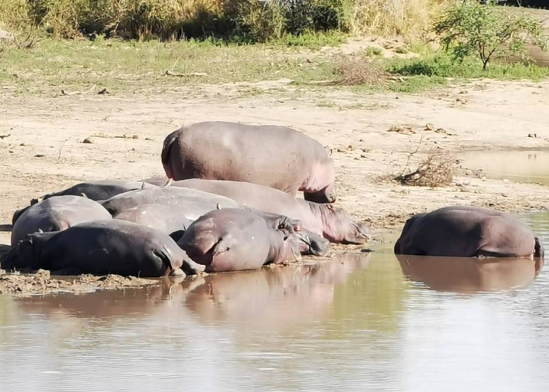 Afternoon Kruger Game Drive image 2