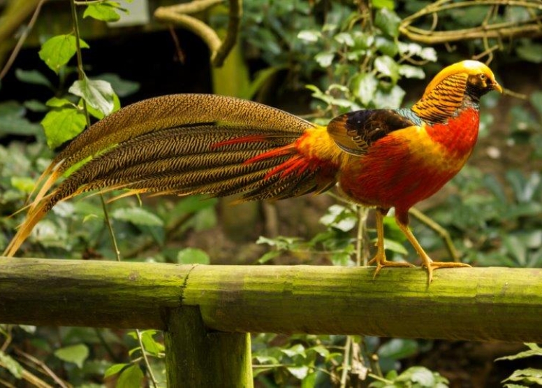 Birds of Eden and Jukani Wildlife Sanctuary image 2