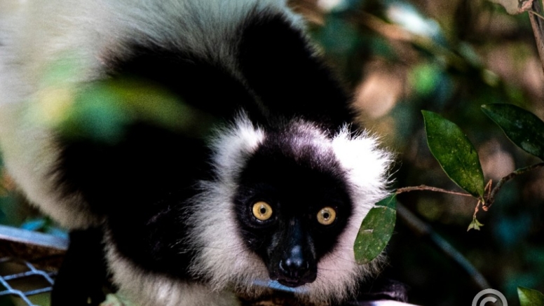 The Hidden Forest Wildlife Sanctuary image 8