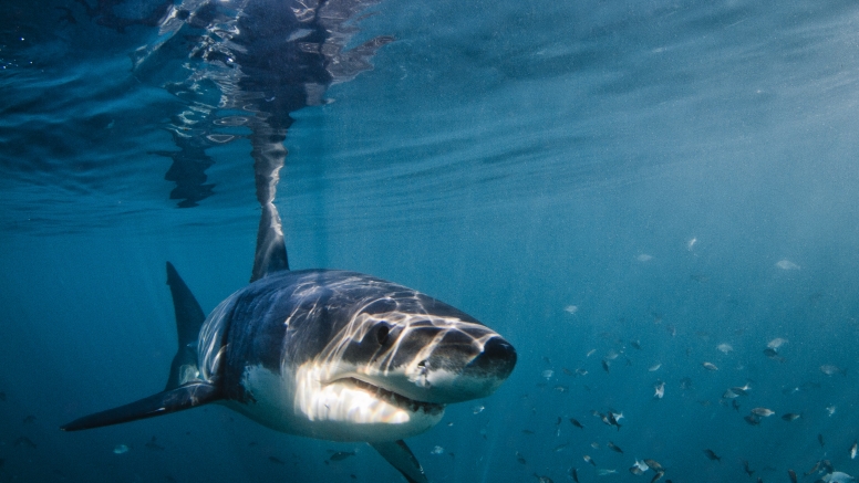 Shark Cage Diving in Gansbaai with White Shark Diving Company image 1