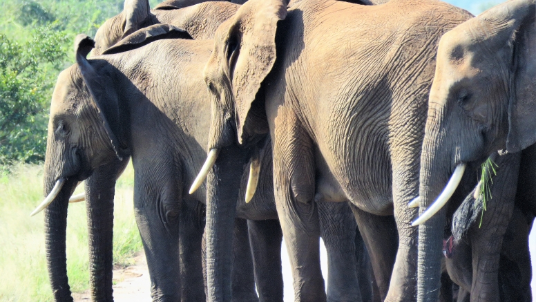 6 hr Kruger Game Drive image 4