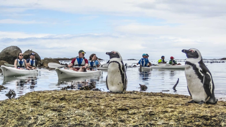 Penguin Kayak Trip image 1
