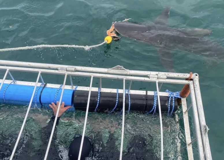 Cape Town Shark Cage Diving image 6