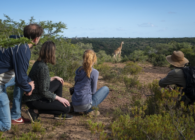 Giraffe Walk image 3