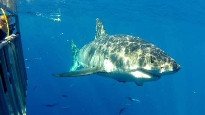 Shark Cage Diving Cape Town image 1