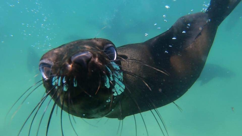 Seal Swimming image 2