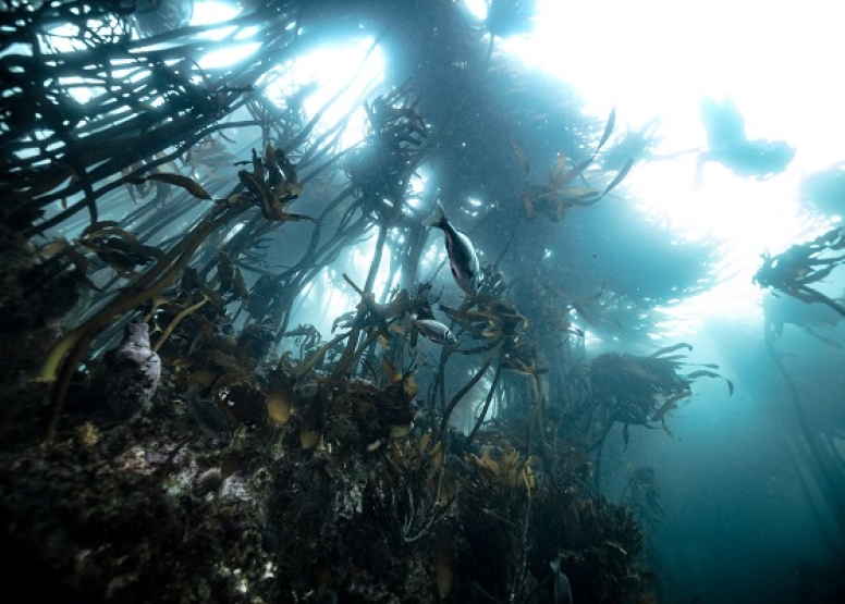 Freedive or snorkel with Seals Simon's Town image 6