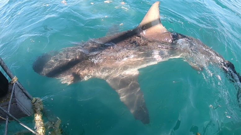 Gansbaai Shark Cage Diving Tour image 13