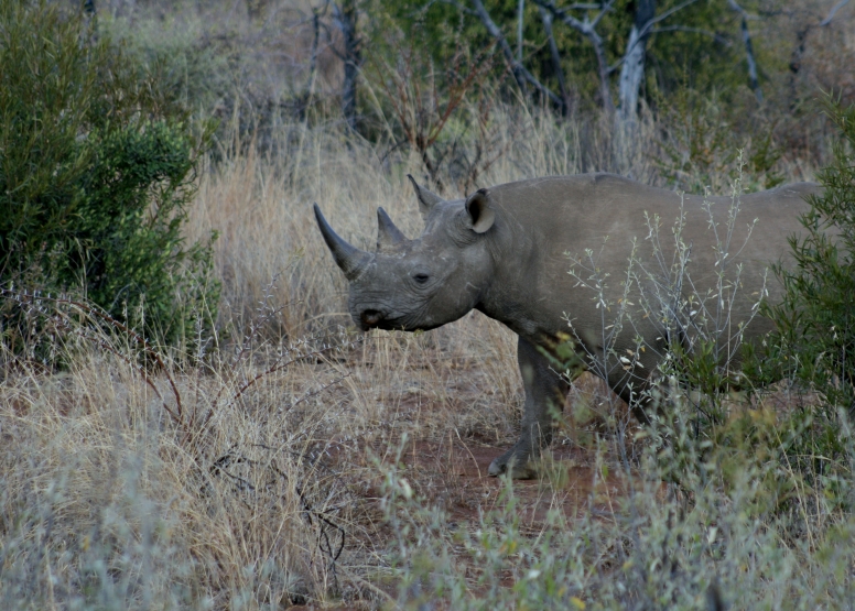 Private Game Drive Sun City - 25 Seater image 6