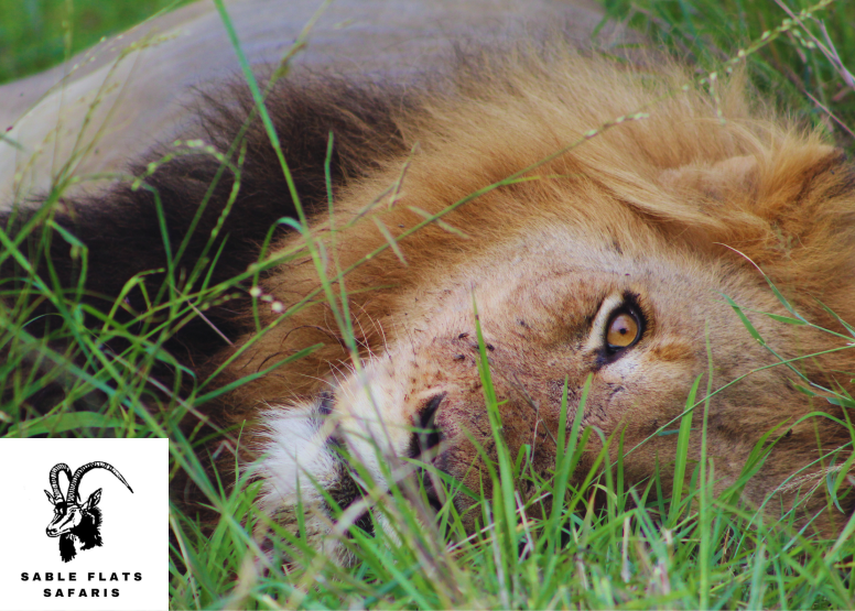 Exclusive Kruger National Park Full Day Safari with Brunch image 12