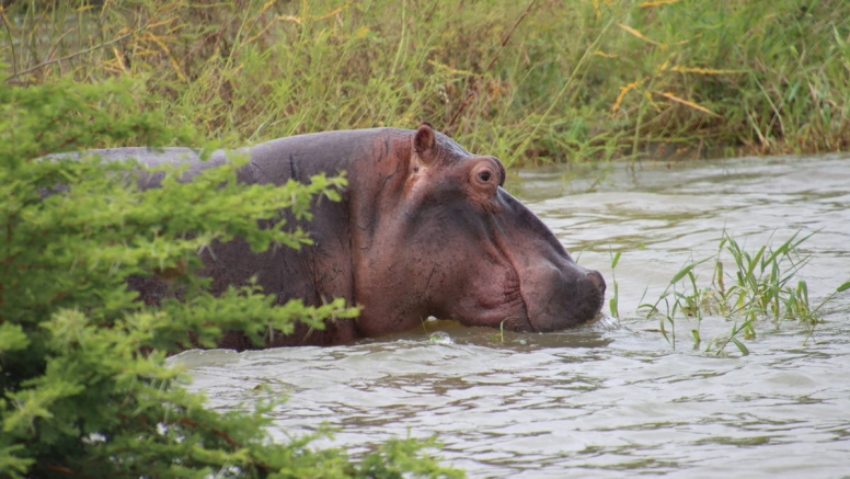 iSimangaliso Wetland Park Full day Beach and Bush Safari image 5