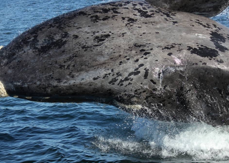 Boat Based Whale Watching image 6