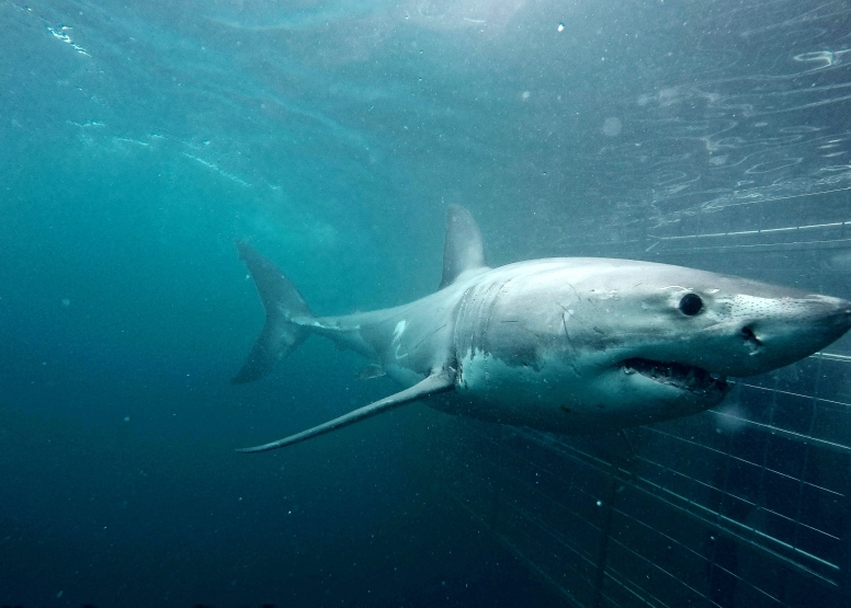 Shark Cage Diving Gansbaai image 2