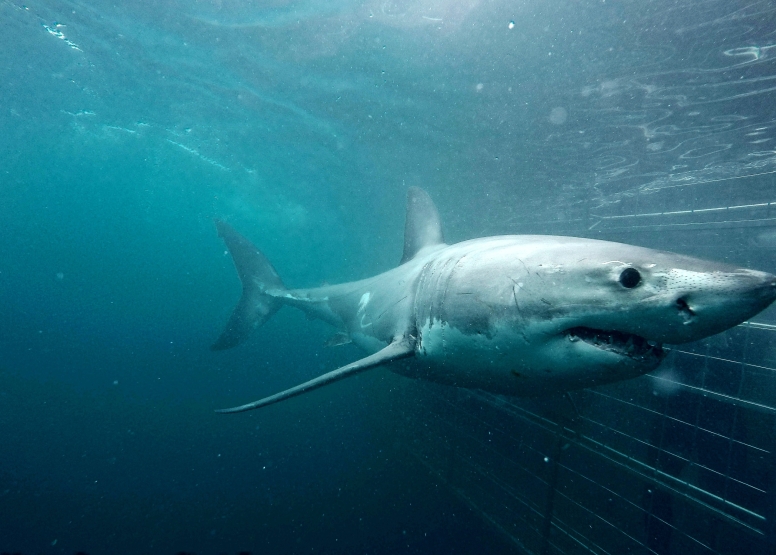 Shark Cage Diving Gansbaai image 2